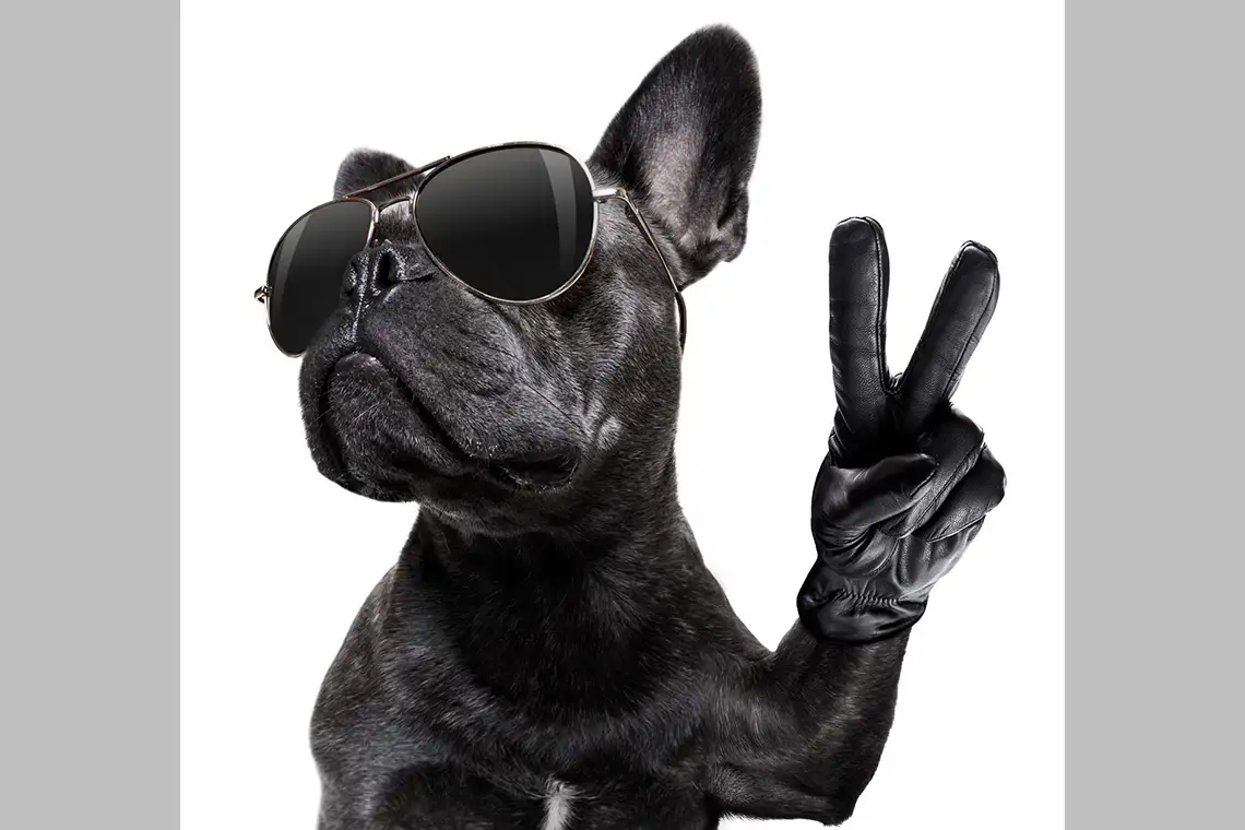 Hund trägt Sonnenbrille und zeigt das Peace-Zeichen in die Kamera.